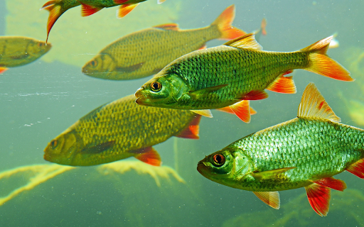 Red fin fish  from Chrome web store to be run with OffiDocs Chromium online