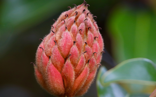Red flower  from Chrome web store to be run with OffiDocs Chromium online