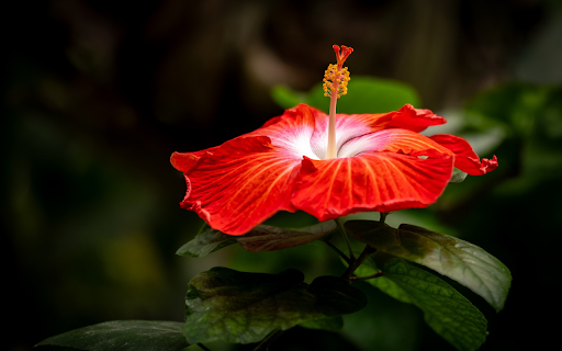 Red Flower and Style from Chrome web store to be run with OffiDocs Chromium online Red Flower and Style from Chrome web store to be run with OffiDocs Chromium online