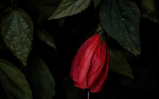 Red flower at night  from Chrome web store to be run with OffiDocs Chromium online