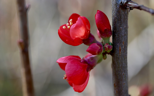 Red Flower Branch  from Chrome web store to be run with OffiDocs Chromium online