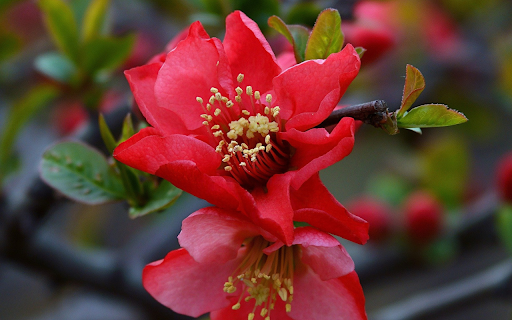 Red flower branch and young shoots  from Chrome web store to be run with OffiDocs Chromium online
