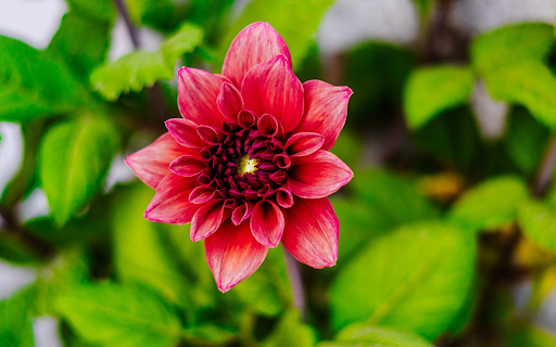 Red flower buds  from Chrome web store to be run with OffiDocs Chromium online