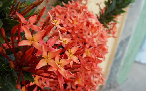 Red flower cluster  from Chrome web store to be run with OffiDocs Chromium online