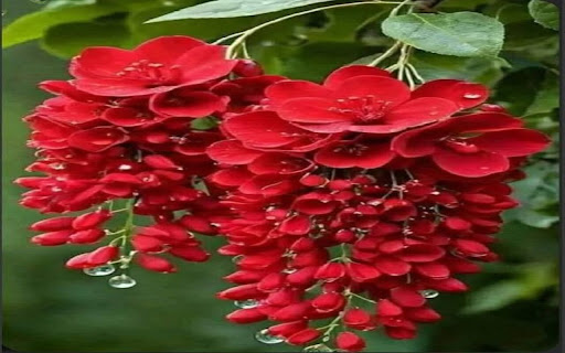 red flower cluster wallpaper  from Chrome web store to be run with OffiDocs Chromium online