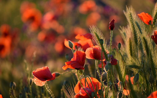 Red flower garden  from Chrome web store to be run with OffiDocs Chromium online