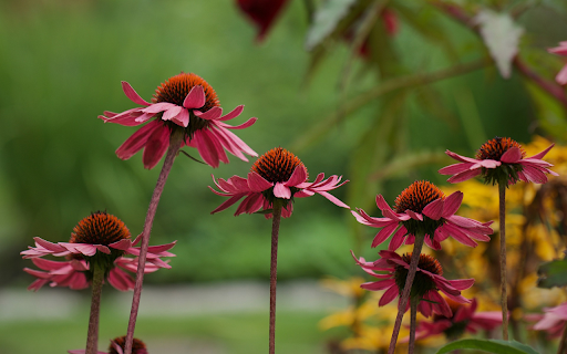 Red flower garden blooms  from Chrome web store to be run with OffiDocs Chromium online