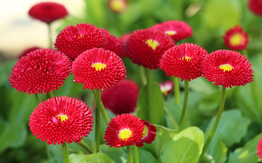 Red Flowers  from Chrome web store to be run with OffiDocs Chromium online