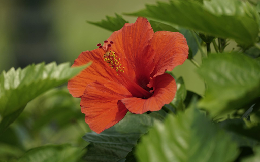 Red Flowers and Green Leaves  from Chrome web store to be run with OffiDocs Chromium online