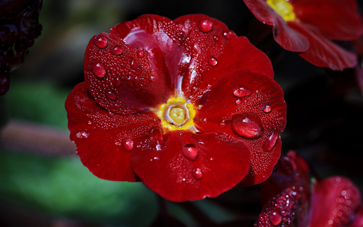 Red flowers and water drops  from Chrome web store to be run with OffiDocs Chromium online