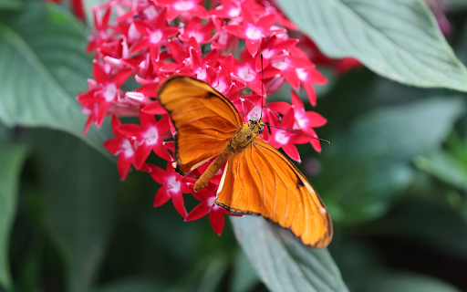 red flowers and yellow butterflies  from Chrome web store to be run with OffiDocs Chromium online