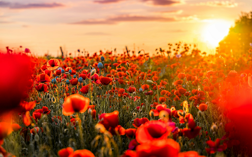 Red Flowers in Bloom  from Chrome web store to be run with OffiDocs Chromium online