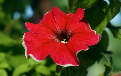 Red flowers with white border  from Chrome web store to be run with OffiDocs Chromium online