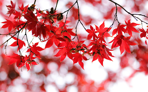 Red foliage  from Chrome web store to be run with OffiDocs Chromium online