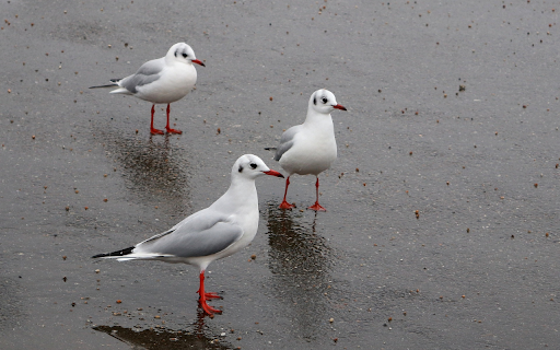 Red footed birds  from Chrome web store to be run with OffiDocs Chromium online