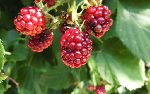 Red forest raspberries  from Chrome web store to be run with OffiDocs Chromium online
