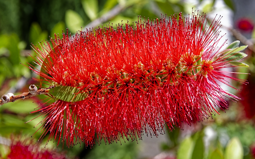 Red foxtail flower  from Chrome web store to be run with OffiDocs Chromium online