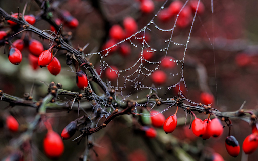Red fruit and spider web  from Chrome web store to be run with OffiDocs Chromium online