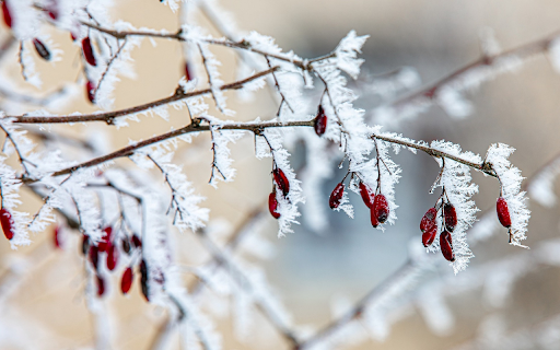 Red Fruit and White Snow  from Chrome web store to be run with OffiDocs Chromium online