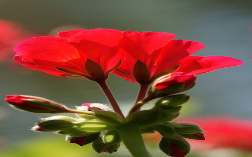 Red Geranium Wallpaper  from Chrome web store to be run with OffiDocs Chromium online