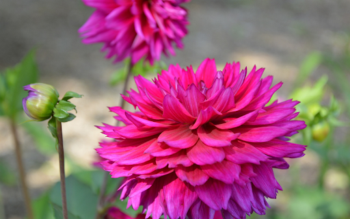 Red gerbera  from Chrome web store to be run with OffiDocs Chromium online