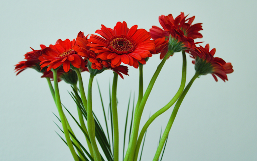 Red gerbera flowers  from Chrome web store to be run with OffiDocs Chromium online
