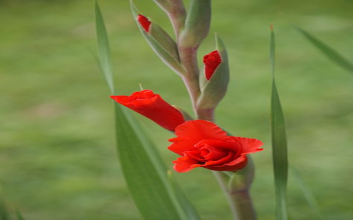 Red gladiolus wallpaper  from Chrome web store to be run with OffiDocs Chromium online