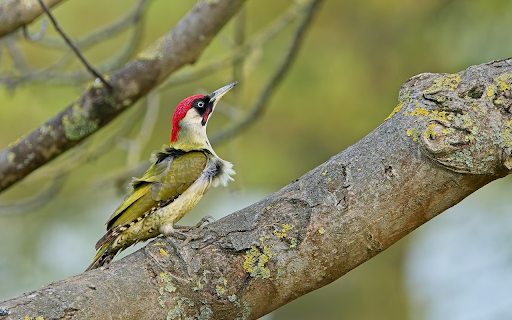 Red headed bird  from Chrome web store to be run with OffiDocs Chromium online