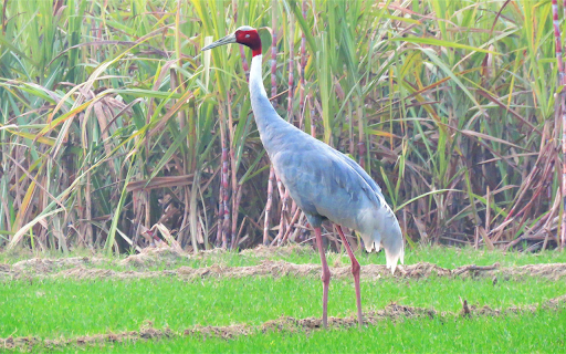 Red headed crane  from Chrome web store to be run with OffiDocs Chromium online