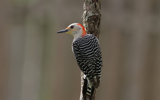 Red headed Woodpecker  from Chrome web store to be run with OffiDocs Chromium online
