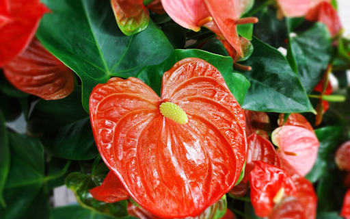 Red heart flower  from Chrome web store to be run with OffiDocs Chromium online