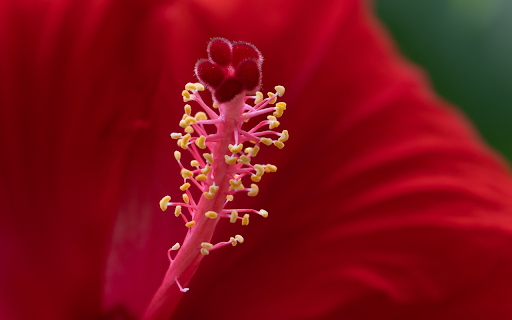 Red Hibiscus  from Chrome web store to be run with OffiDocs Chromium online