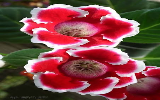 Red Hyacinth Wallpaper  from Chrome web store to be run with OffiDocs Chromium online