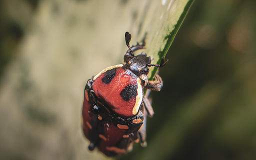 Red Ladybug  from Chrome web store to be run with OffiDocs Chromium online