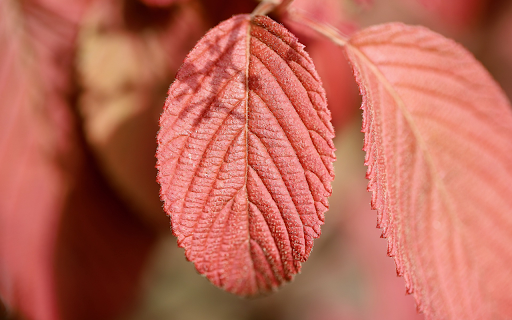 Red leaf  from Chrome web store to be run with OffiDocs Chromium online