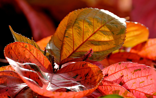 Red leaf bonsai  from Chrome web store to be run with OffiDocs Chromium online