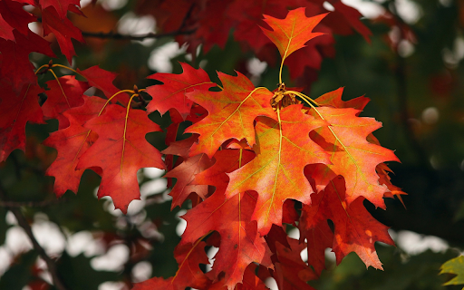 Red leaf branches  from Chrome web store to be run with OffiDocs Chromium online