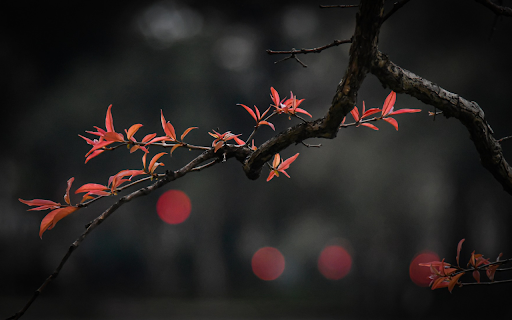red leaf tree  from Chrome web store to be run with OffiDocs Chromium online