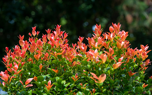 Red leaf tree top  from Chrome web store to be run with OffiDocs Chromium online
