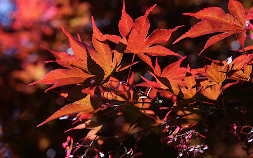 Red Leaf Tree Under The Sun  from Chrome web store to be run with OffiDocs Chromium online