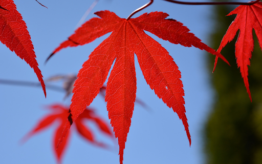 Red leaves  from Chrome web store to be run with OffiDocs Chromium online