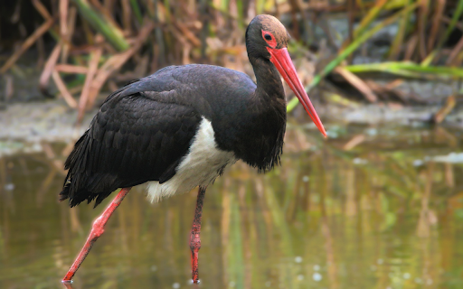 Red legged bird with red bill  from Chrome web store to be run with OffiDocs Chromium online