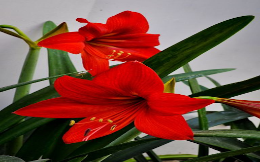 red lily wallpaper  from Chrome web store to be run with OffiDocs Chromium online