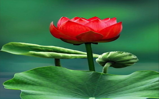 Red lotus wallpaper  from Chrome web store to be run with OffiDocs Chromium online