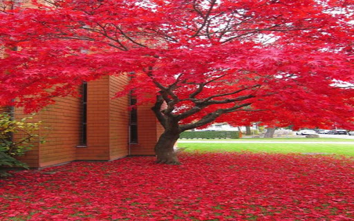 red maple tree wallpaper  from Chrome web store to be run with OffiDocs Chromium online