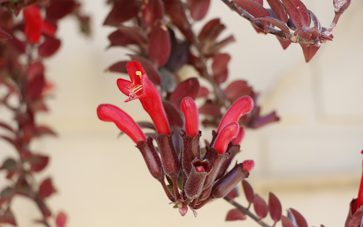 Red necked Hummingbird  from Chrome web store to be run with OffiDocs Chromium online
