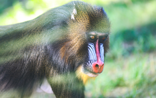 Red Nosed Monkey  from Chrome web store to be run with OffiDocs Chromium online