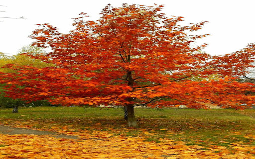 red oak tree wallpaper  from Chrome web store to be run with OffiDocs Chromium online