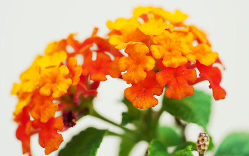 Red Orange Flower Branch  from Chrome web store to be run with OffiDocs Chromium online