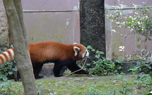 Red panda and striped tail.  from Chrome web store to be run with OffiDocs Chromium online